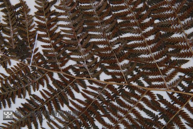 Accession Number:P004005 Collection Image, Figure 5, Total 5 Figures