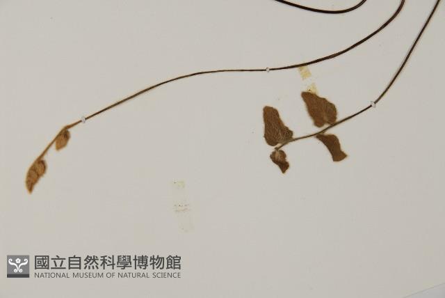 金毛裸蕨藏品圖，第5張