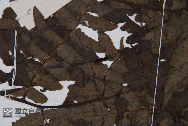 貞蕨藏品圖，第5張