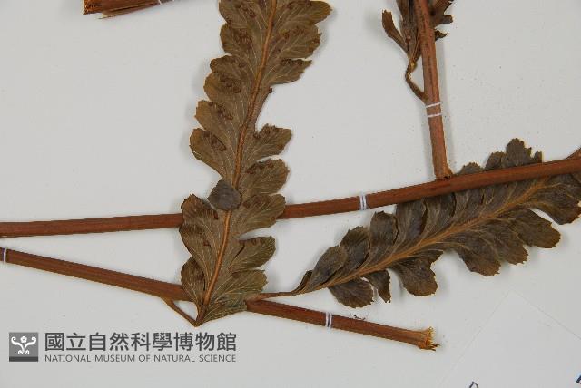 光葉鱗蓋蕨藏品圖，第5張