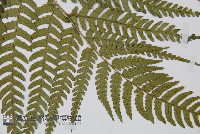 登錄號:P012305藏品圖，第5張