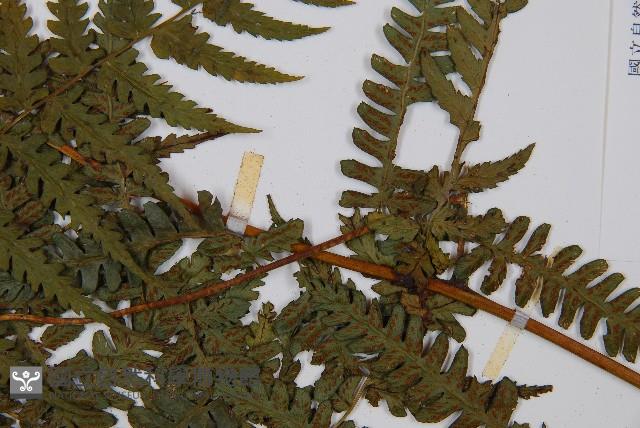 奄美短腸蕨藏品圖，第8張