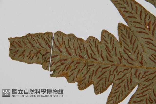 網脈雙蓋蕨藏品圖，第8張