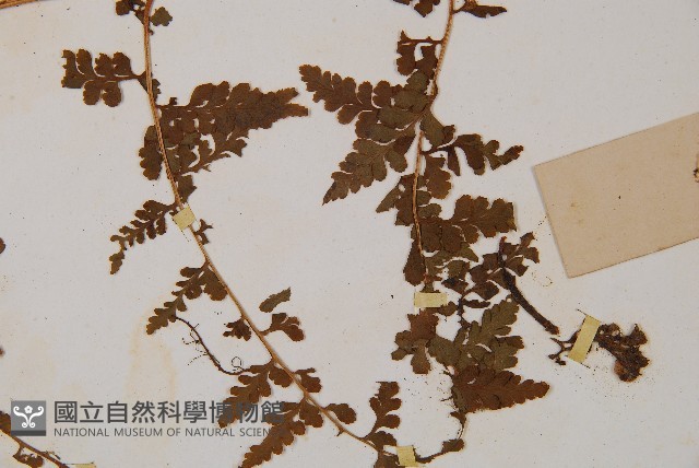 華南鱗蓋蕨藏品圖，第5張