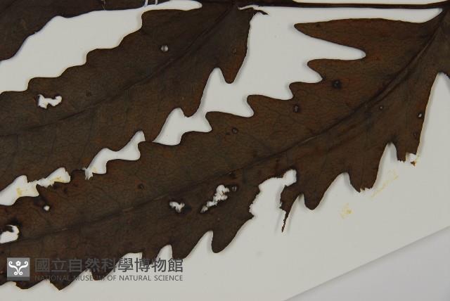 蛇脈三叉蕨藏品圖，第5張