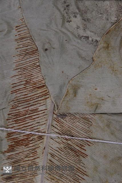 南洋山蘇花藏品圖，第3張