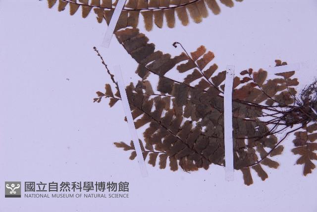 生芽鐵角蕨藏品圖，第5張