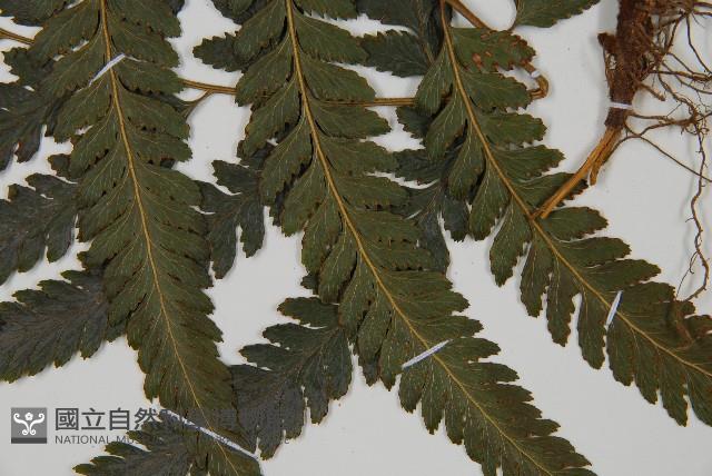 臺北鱗蓋蕨藏品圖，第5張