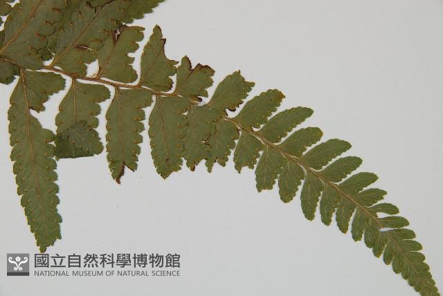 臺北鱗蓋蕨藏品圖，第5張