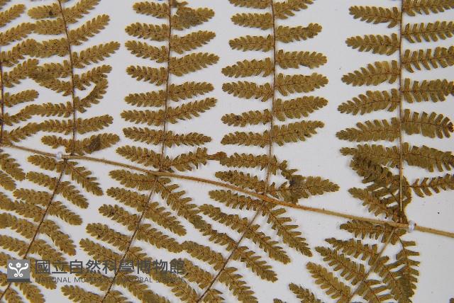 粗柄毛冷蕨藏品圖，第5張
