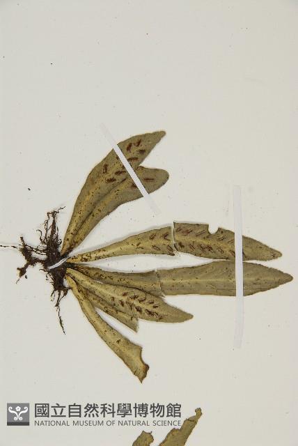 叢葉鐵角蕨藏品圖，第5張