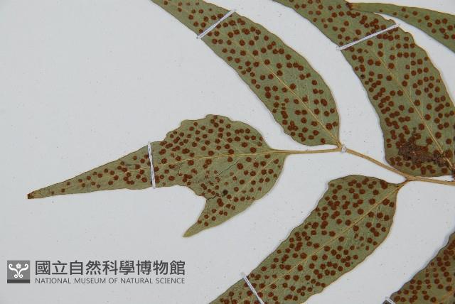 披針貫眾蕨藏品圖，第5張