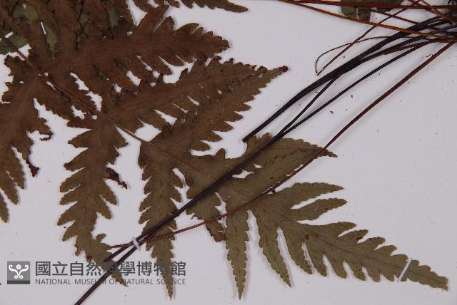 薄葉三叉蕨藏品圖，第5張