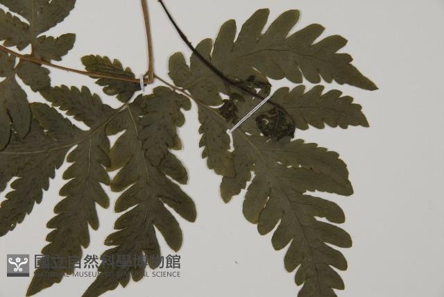 薄葉擬肋毛蕨藏品圖，第5張
