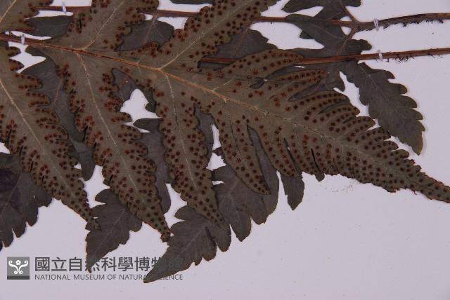 排灣三叉蕨藏品圖，第5張