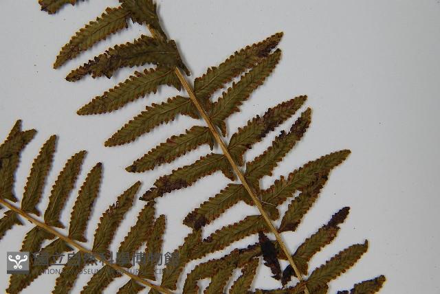 岩穴蕨藏品圖，第5張