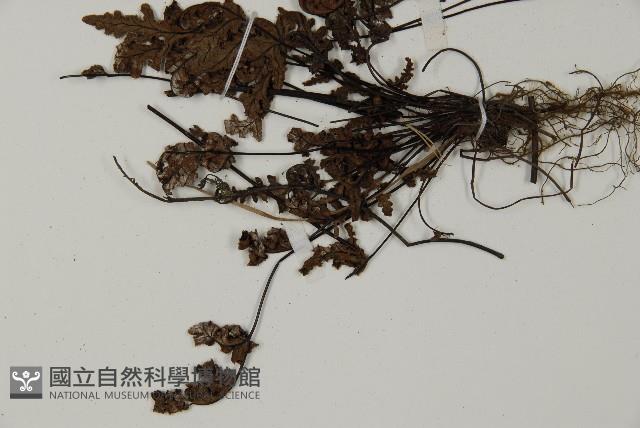 登錄號:P004715藏品圖，第5張