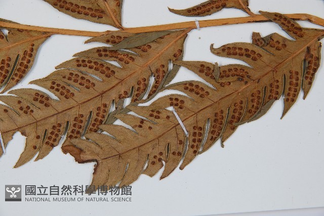 生芽狗脊蕨、頂芽狗脊蕨藏品圖，第5張