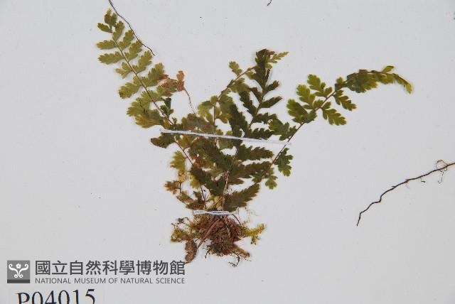 登錄號:P004015藏品圖，第5張