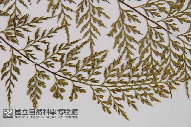 威氏鐵角蕨藏品圖，第5張