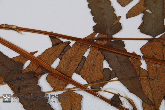 闊葉短腸蕨藏品圖，第8張