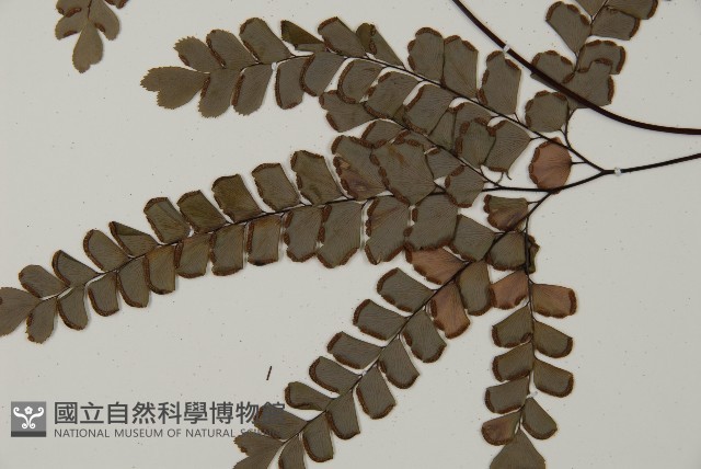 扇葉鐵線蕨藏品圖，第4張