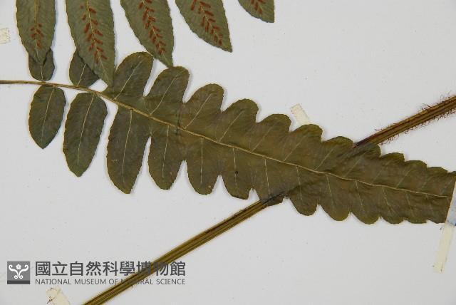 毛柄短腸蕨藏品圖，第5張