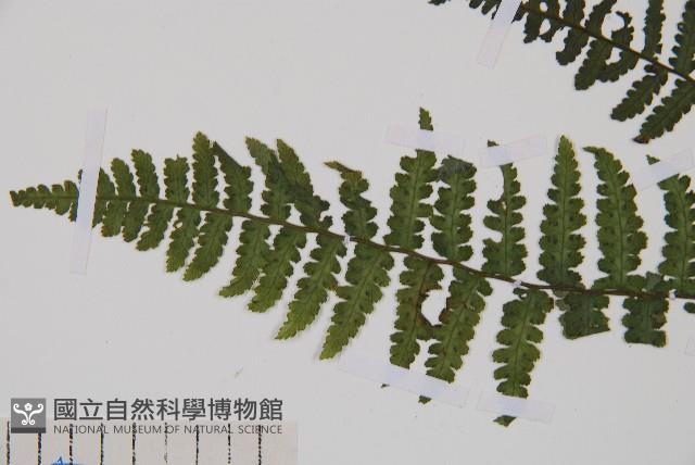 麥稈蹄蓋蕨藏品圖，第5張