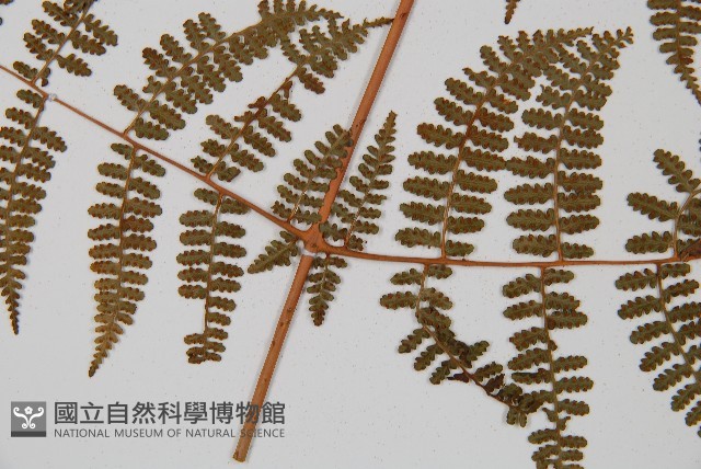 刺柄碗蕨藏品圖，第5張
