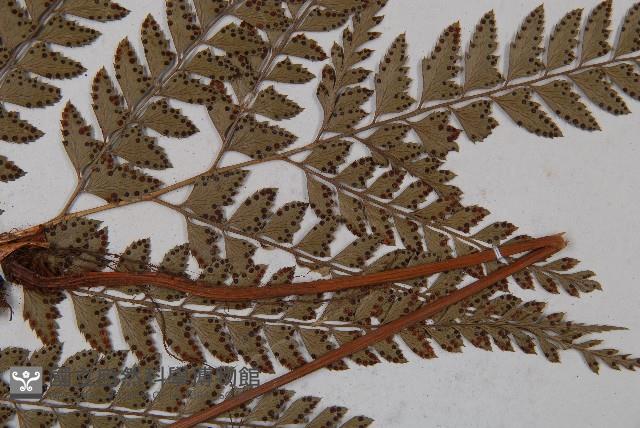 斜方複葉耳蕨藏品圖，第4張