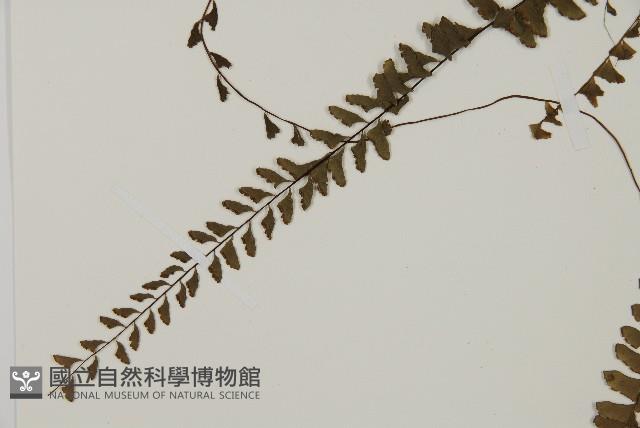 愛氏鐵線蕨藏品圖，第5張