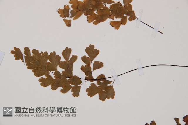 鐵線蕨藏品圖，第4張