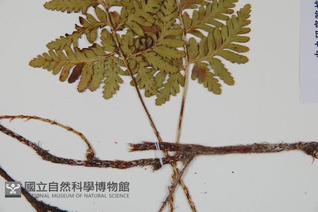 陰石蕨藏品圖，第5張