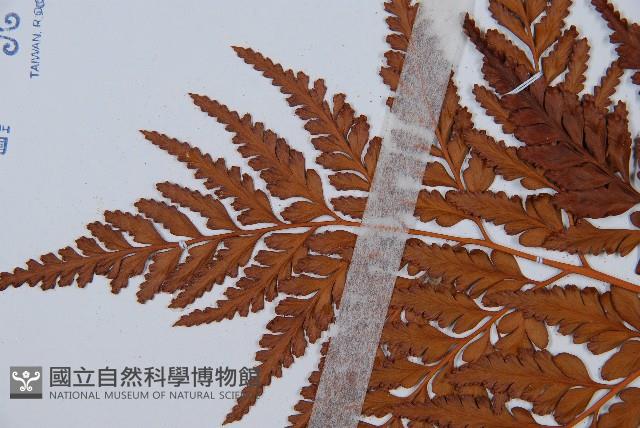 闊葉骨碎補藏品圖，第3張