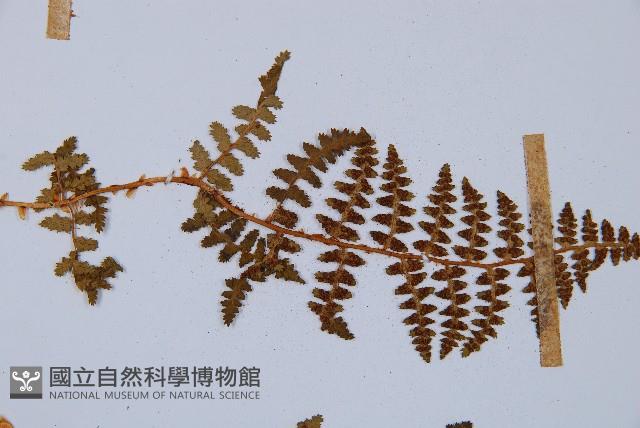 腺鱗毛蕨藏品圖，第5張