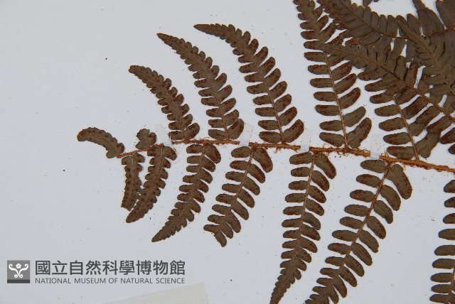 闊鱗鱗毛蕨藏品圖，第5張