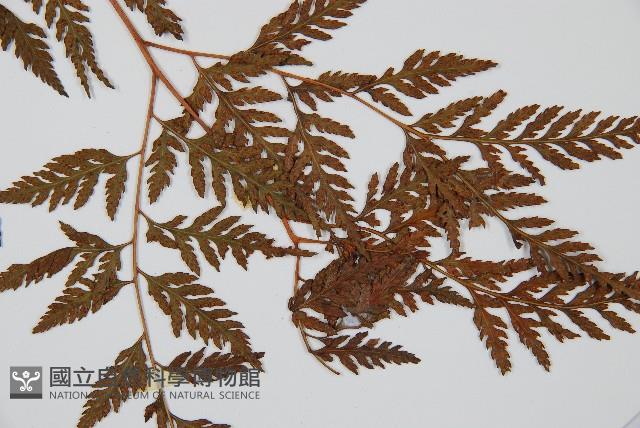 大葉骨碎補、台灣骨碎補、骨碎補藏品圖，第5張