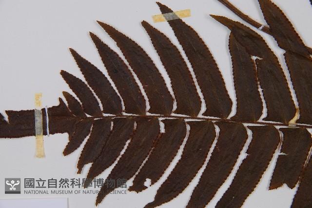 虎克氏鱗蓋蕨藏品圖，第5張