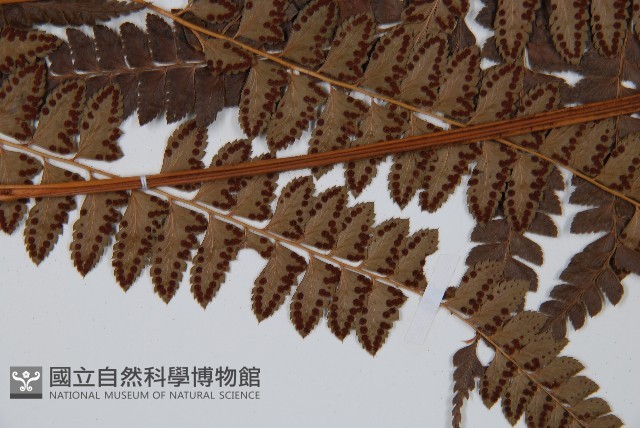 斜方複葉耳蕨藏品圖，第4張