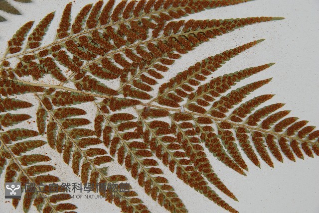 小葉複葉耳蕨藏品圖，第8張