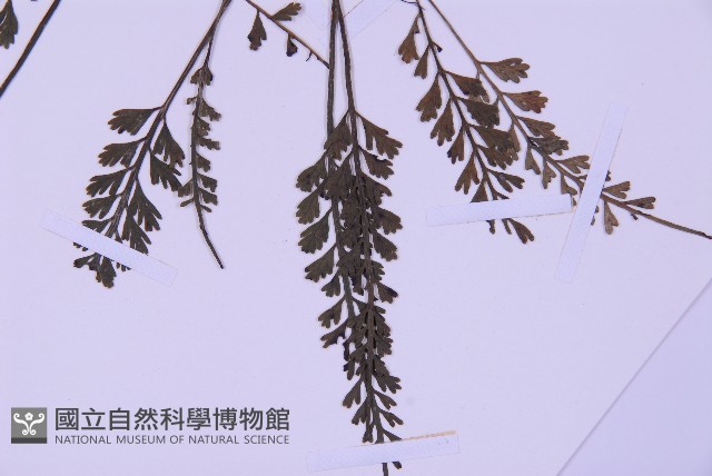 長生鐵角蕨藏品圖，第5張