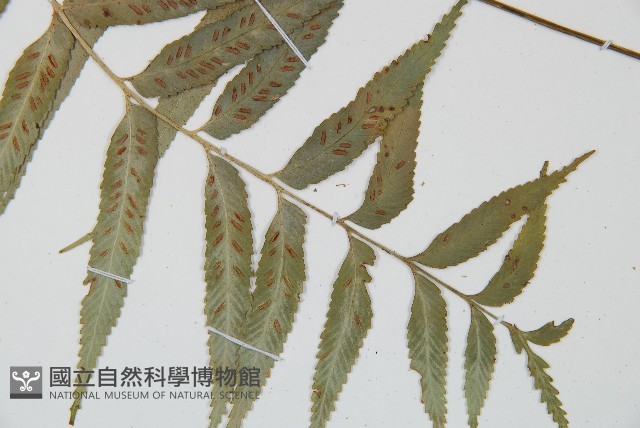 蘭嶼鐵角蕨藏品圖，第5張