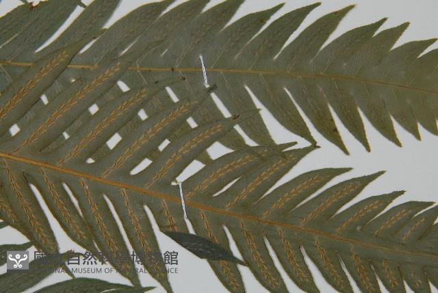 臺灣狗脊蕨藏品圖，第4張