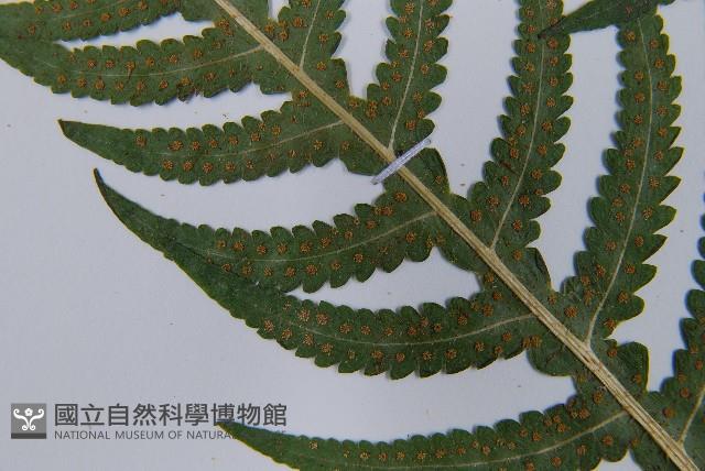 東亞假鱗毛蕨藏品圖，第5張