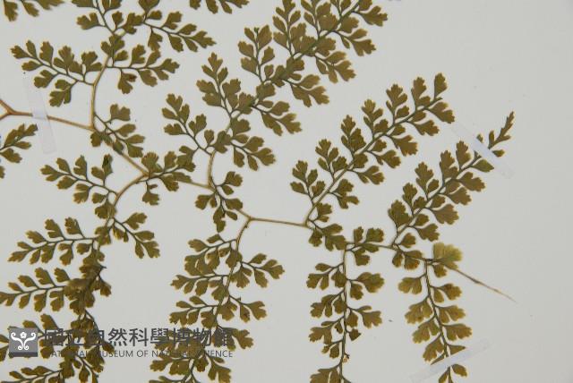 彎柄假複葉耳蕨藏品圖，第5張