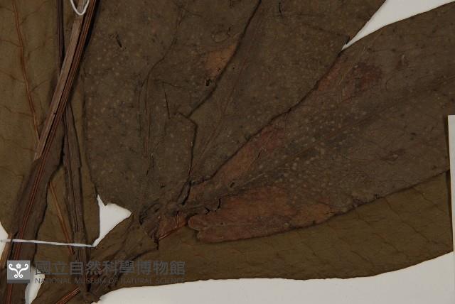 沙皮蕨藏品圖，第5張