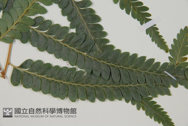 光葉鱗蓋蕨藏品圖，第1張