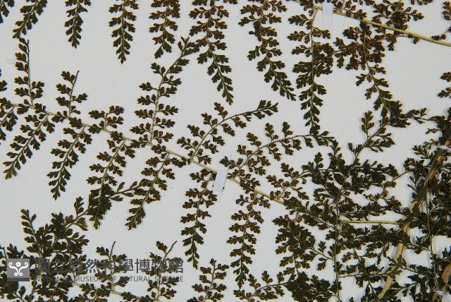 稀子蕨藏品圖，第5張