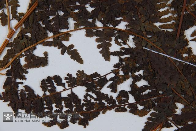 華南鱗蓋蕨藏品圖，第8張