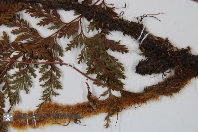 海州骨碎補藏品圖，第5張